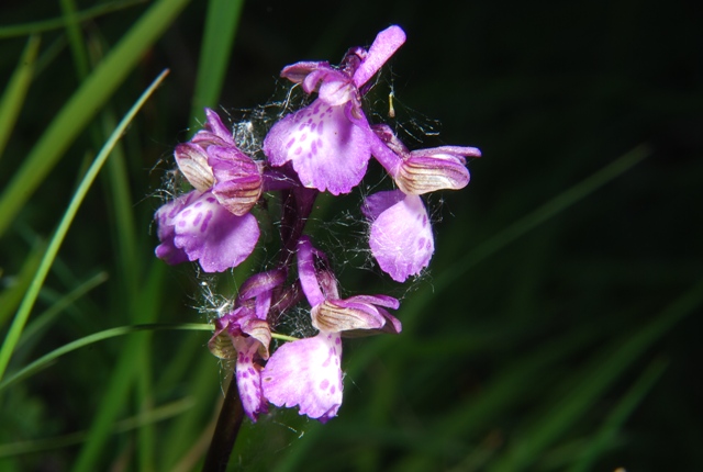 Orchidea